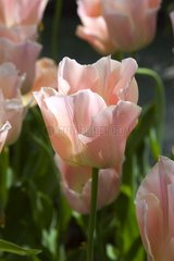 Tulipe simple tardive 'Apricot beauty'