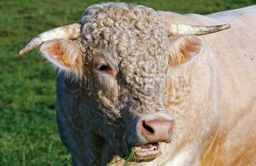 Charolaise Bull Valromey France