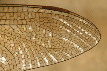 Detail of dragonfly wing - France