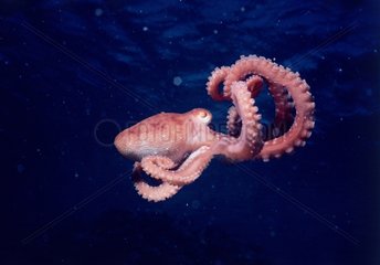 Fallschirm -Oktopus  die auf die Beute rote Meer fällt