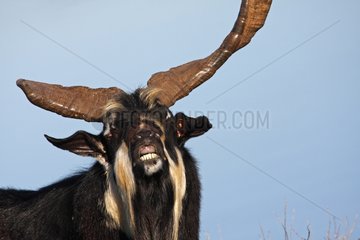 Portrait of long horns Buck bleating - France