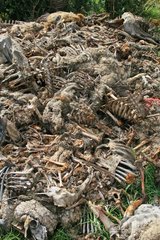 Mass grave for the reintroduction of the Vultures - Verdon France