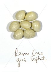 Grains haricot rame 'Coco gros Sophie'