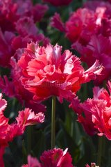 Tulipe perroquet 'Pink panther'