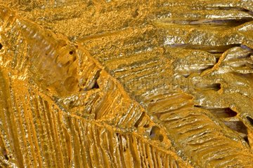 Detail of a gold specimen Caburu Santa Elena Venezuela