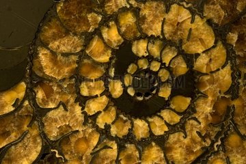 Querschnitt eines fossilen Ammoniten Russlands
