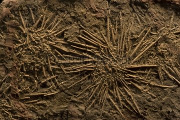 Seeigel Pennsylvannian Fossilien Nordtexas USA