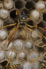 Egg-laying of an European Paper Wasp foundress New York USA