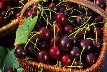 Basket of Cherries 'Burlat'