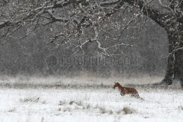 Red fox standing in a snow storm in winter GB