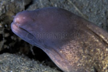Blind white-eyed moray eel Witu Islands Archipelago Bismark