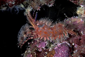 Marble shrimp on reef Witu Islands Archipelago Bismark