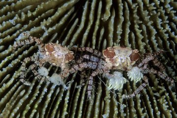 Boxer Crab with Sea Anemone Witu Islands Archipelago Bismark