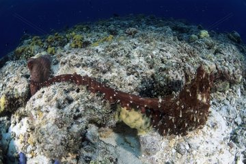Common octopus mating Witu Islands Archipelago Bismark