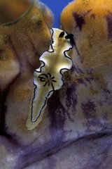 Nudibranch on a Tunicate Witu Islands Archipelago Bismark
