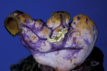 Nudibranch on a Tunicate Witu Islands Archipelago Bismark