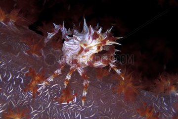 Soft coral crab Walindi Bismark Archipelago