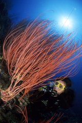 Scuba diver and red sea whips Walindi Bismark Archipelago