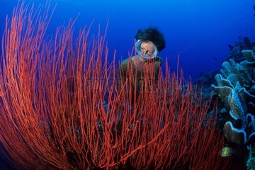 Free diver and red sea whips Walindi Bismark Archipelago