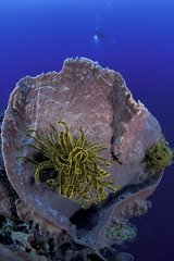 Feather Star in a Barrel Sponge Walindi Bismark Archipelago