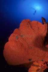 Diver with orange fan sponge Walindi Bismark Archipelago