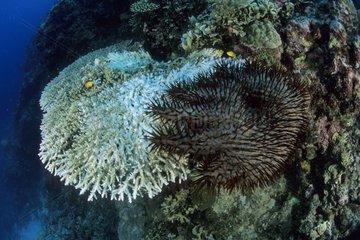 Crown-of-Thorns feeding on Coral Walindi Bismark Archipelago