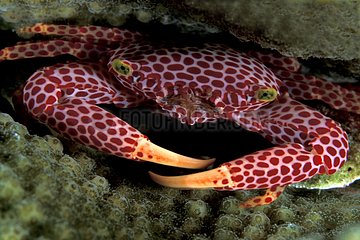 Spotted Coral Crab Walindi Bismark Archipelago