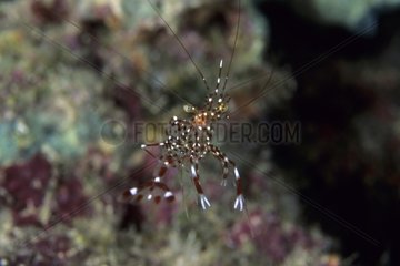 Rock shrimp on reef Walindi Bismark Archipelago