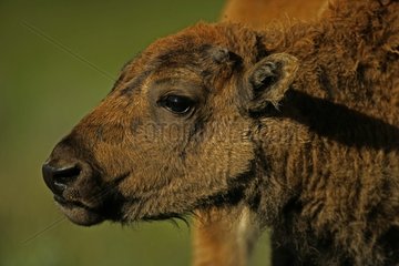 Bison Calf Wyoming USA