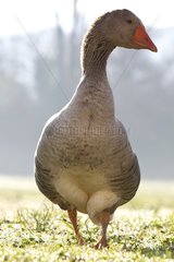 Domestic Goose France