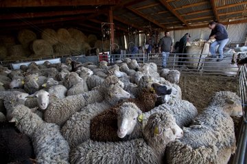 Arles Merino sheep penned for shearing Provence