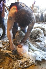 Shearing a sheep Merino d'Arles in Provence France