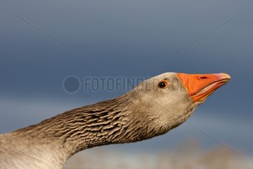 Portrait of a domestic Goose France