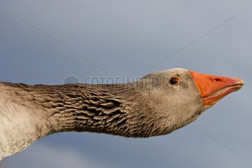 Portrait of a domestic Goose France