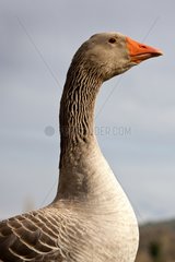 Domestic Goose France