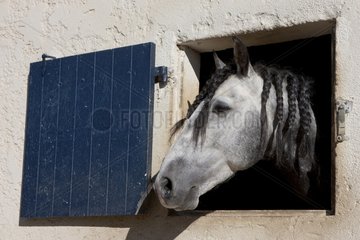 Lusitano Horse Breeding Real in the Gard France
