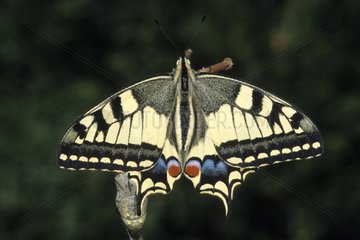 Old World Swallowtail