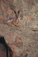 Yellow-footed Rock-wallaby South Australia