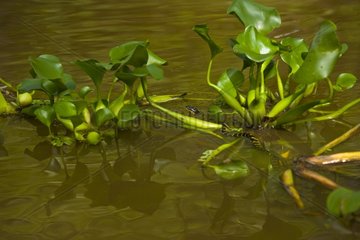 Mangrove snake swimming Kinabatangan river Borneo