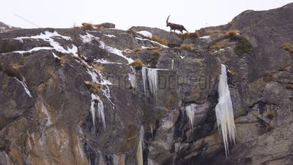 Alpine Ibex on cliff Gran Paradiso NP Italy Alps