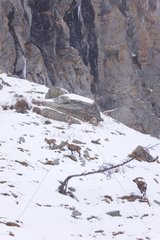 Alpine Ibex in winter Gran Paradiso NP Italy Alps