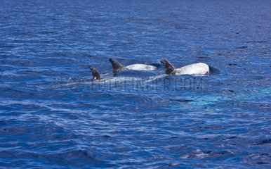Risso's dolphins swimming on the surface Azores