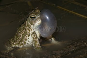 Male Great plains toad calling female Arizona USA