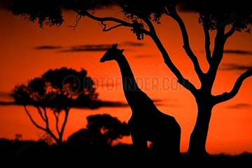 Girafe masaï dans la savane au coucher du Soleil Kenya