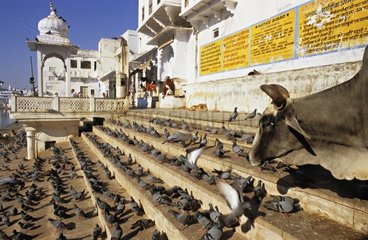 Sacred Cow and Pigeons Rajasthan Pushkar India