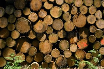 TAs aus Holz in enger Frankreich