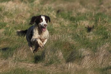 Brittany spaniel running in the grass GB