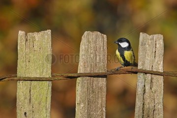 Great tit standing on a fence in autumn Great Britain