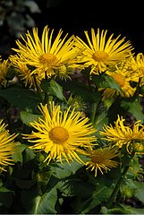 DORONICUM ORIENTALE 'MAGNIFICUM'