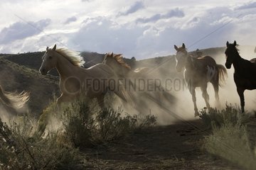 Horde gallopping in the meadow & sunbeams Oregon the USA